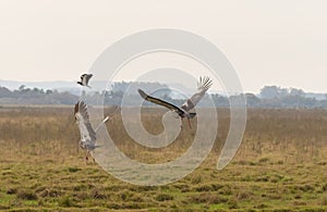 Two birds Khaunos torquatus initiating flight 01