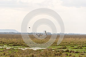 Two birds Khaunos torquatus initiating flight 02