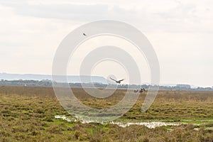 Two birds Khaunos torquatus initiating flight 03