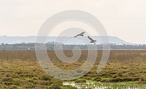 Two birds Khaunos torquatus initiating flight 04