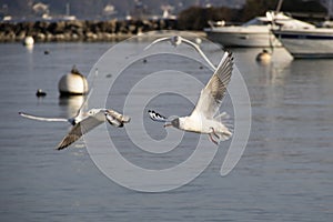 Birds on the Geneva`s Lake photo