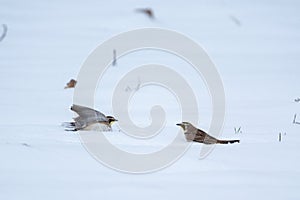 two birds are landing on the snow, near some dead plants