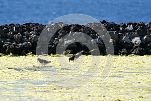 Two birds nearby the lighthouse of Fuencaliente