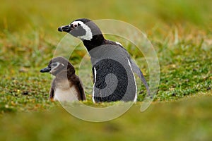 Two birds in the nesting ground hole, baby with mother, Magellanic penguin, Spheniscus magellanicus, nesting season, animals in th