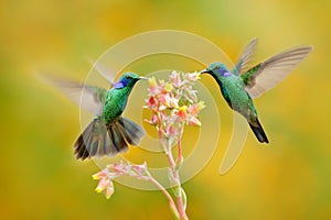 Two birds with orange flower. Hummingbirds Green Violet-ear, Colibri thalassinus, flying next to beautiful yellow flower, Savegre,