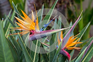 Two Birds Of Paradise