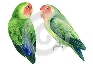 Two birds parrots lovebirds on a white background, watercolor illustration