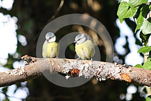 Two Birds Perched on a Branch