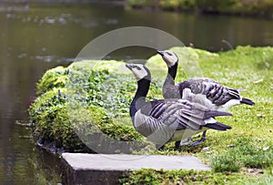 Two birds on a pond