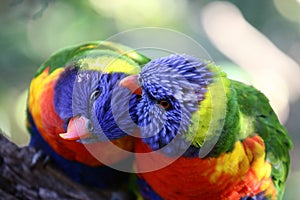 Two birds preening each others feathers.