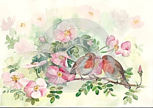 Two birds of a robin on the branches of rose hips. Garden flowers. photo