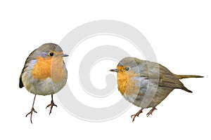 Two birds Robins in different poses