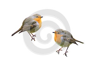 Two birds Robins on a white isolated background