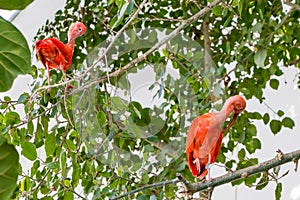 Two birds Scarlet ibis