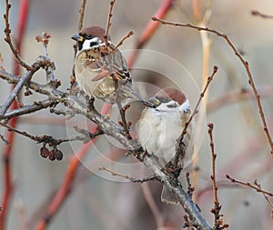 Two birds sit among the branches hunched