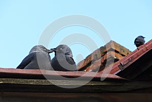 Two birds sit on the roof and touch their beaks