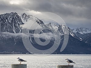 Two birds sit symmetrically on stilts