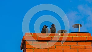 Two birds sitting on the chimney. Corvus monedula