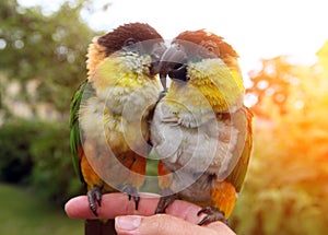 Two birds sitting on a finger