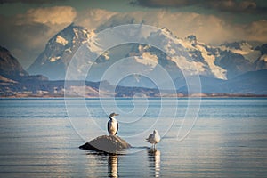 Two birds sitting on a rock by the sea. Puerto natales