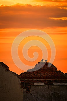 Two Birds Sitting on Rubble Wall Sunset Sky Orange Red Afternoon Quiet Construction Site