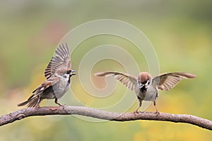 Two birds Sparrow waving feathers and wings on a branch