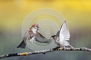 two birds sparrows on a branch in a sunny spring garden flapping their wings and beaks