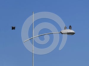 Two birds standing on the street lamp another one flying