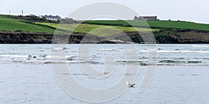 Two birds are swimming on the sea surface. The green hills of the coast in the distance. Seaside landscape. A couple of seabirds.