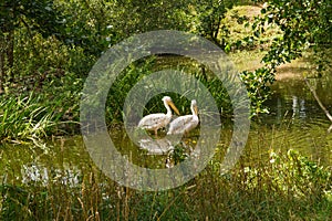 Two Birds Swimming in Water