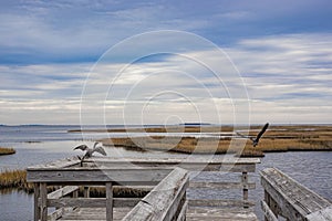 Two Birds Take Flight at the End of a Pier with Cloud and Sky Above