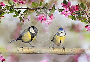 Two birds tit and azure are sitting side by side on the branches of an apple tree with pink flowers in a spring may garden