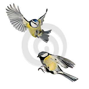 Two birds tit and blue tit flying isolated on white background in various poses and types