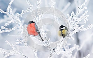 Due birdwatching tetta un evviva sedersi sul coperto bianco la neve 