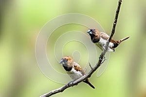 Two birds of the type Estrildidae sparrow or estrildid finches perched on a branch on a sunny morning