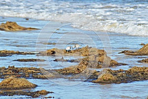 Two birds in wake on beach