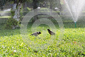 Two birds walk on the green grass and bathe in the spray of the fountain
