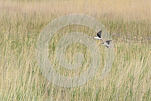 Two birds in the wetland