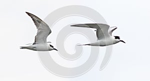 Two birds on the white background.