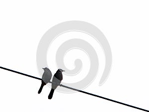 Two birds on the wire