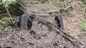 Two biruangs Helarctos malayanus are eating fruits.