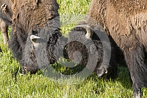 Two Bison Bulls play at fighting.