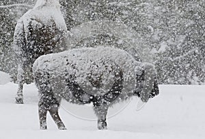 Bison in a blizzard with large soft snowflakes