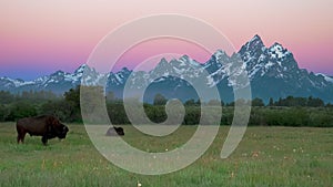 Two bison and grand teton at dawn