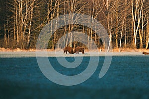 Two bison in a fight. Autumn time. Bison walk freely in the fields