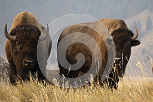 Two bison standing on top of a grassy hill at Mormon Row in Grand Teton National Park.