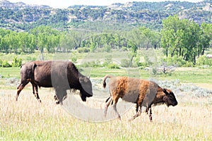 Two Bison