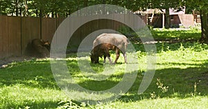 Two bisons graze on the pasture, closed farm