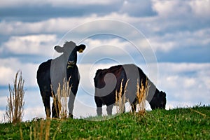 Black angus cows on a hillside.