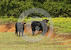 Two Black Angus Cows standing in a field in the State of Oklahoma in the United States of America.